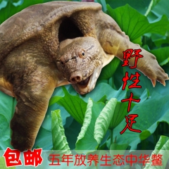 中华老字号 东阿阿胶桃花姬阿胶糕300g
