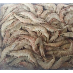 批发供应 鲜活水产品 虾类 板冻青虾4-6