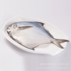 冷冻海鲜  鲳鱼 白鲳鱼  冷冻水产品 欢迎选购【图】