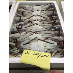 冷冻野生梭子蟹 冷冻海鲜食材批发  供应各类高档海鲜 150...