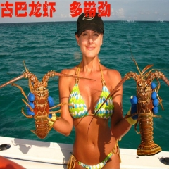 批发古巴龙虾冷冻水产品批发酒店餐饮食材古巴龙虾