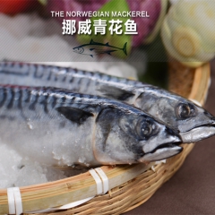 批发青花鱼冷冻水产品批发挪威青花鱼批发