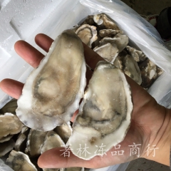 【著林】生蚝 10打装 冷冻水产品 烧烤好品质