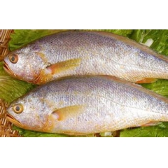 大黄鱼吨/6900元