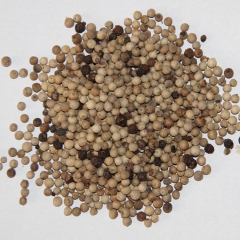 批发 调味香料 优质 海南白胡椒粒 500g起批 可代打粉