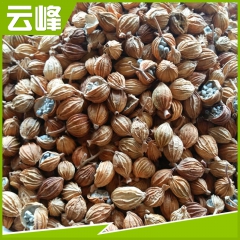 供应优质中药材 调味品香砂仁 调味香料一级香砂仁 云南砂仁