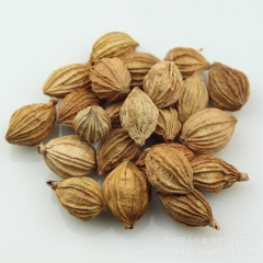 广州金峰香料行批发云南特产 香砂仁 调味香料 植物原药材 香...