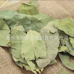 进口月桂叶 香叶 色青 调味香料 加工精细粉
