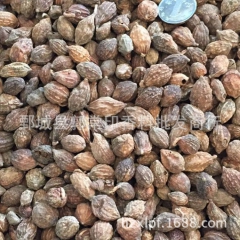 厂家直销香砂仁1000g正品无添加批发零售各种中药材调味香料