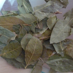 香叶 香叶批发 植物原药材调味香料 纯天然原料 量大从优