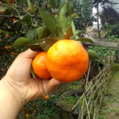 中华老字号 东阿阿胶桃花姬阿胶糕300g