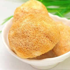 鲜美无比的野生山珍猴头菇，素中之荤，来自与吉林长白山(吉林通...