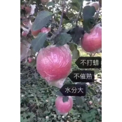 山西运城临猗精品冰糖心纸袋红富士(山西运城市)