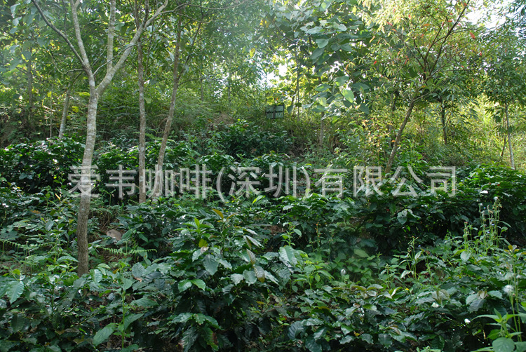 原生态雨林种植系统