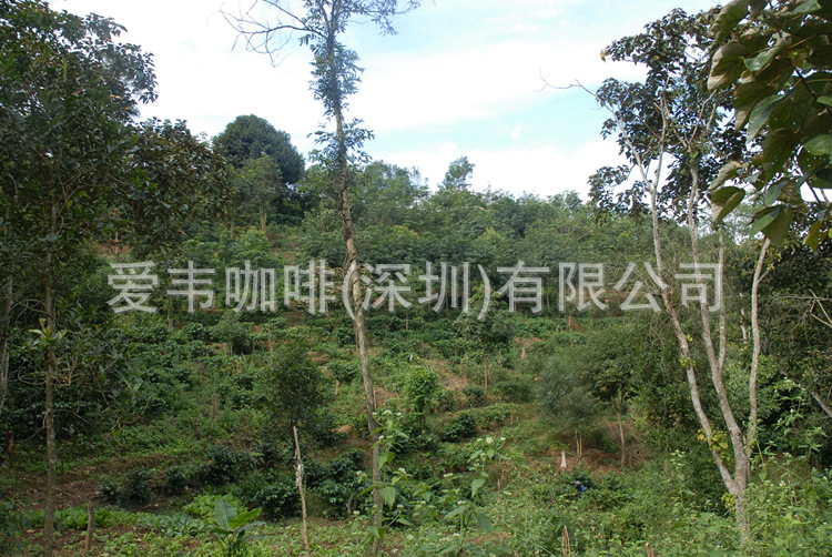 原生态森林种植系统