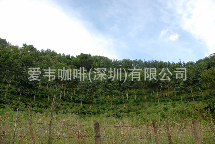 原生态森林种植系统
