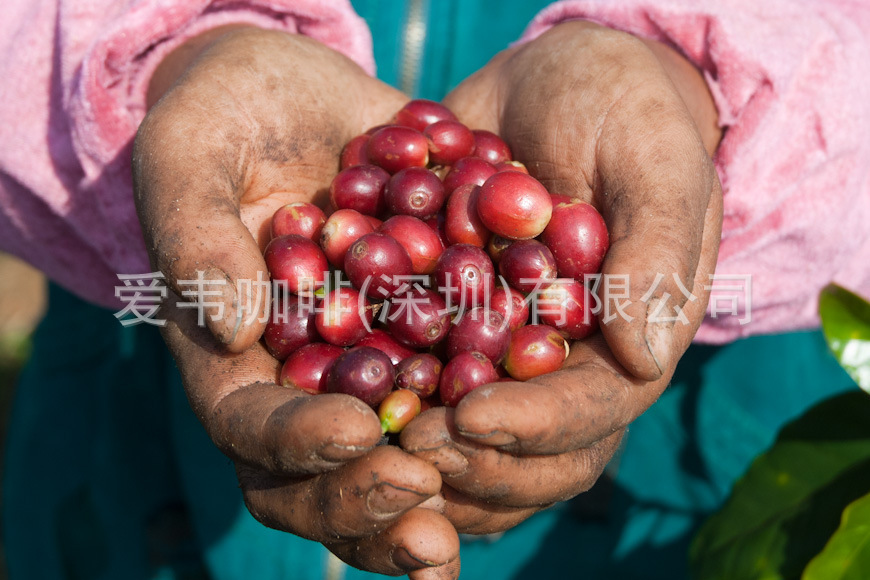 全红果采摘