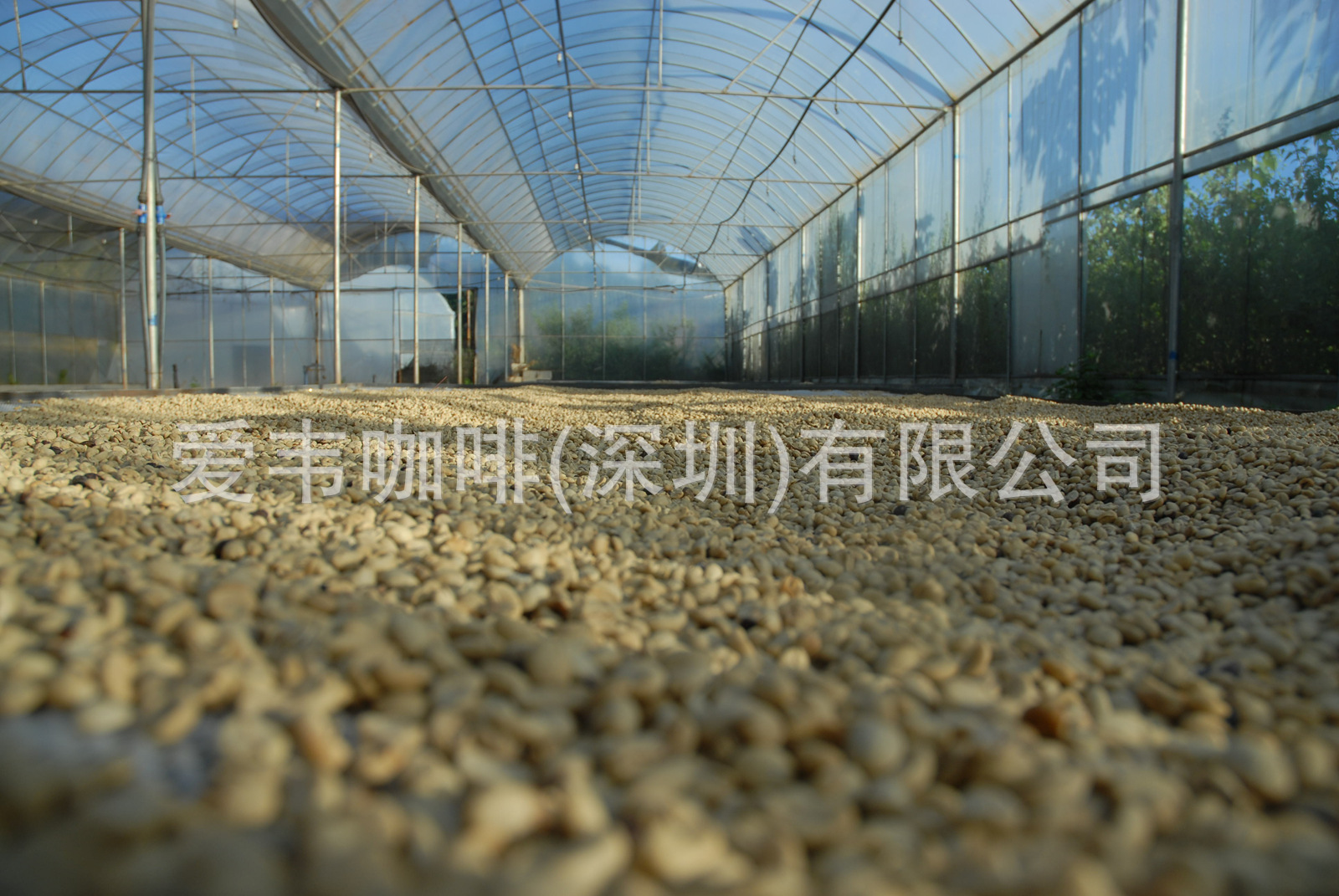 大棚晾晒