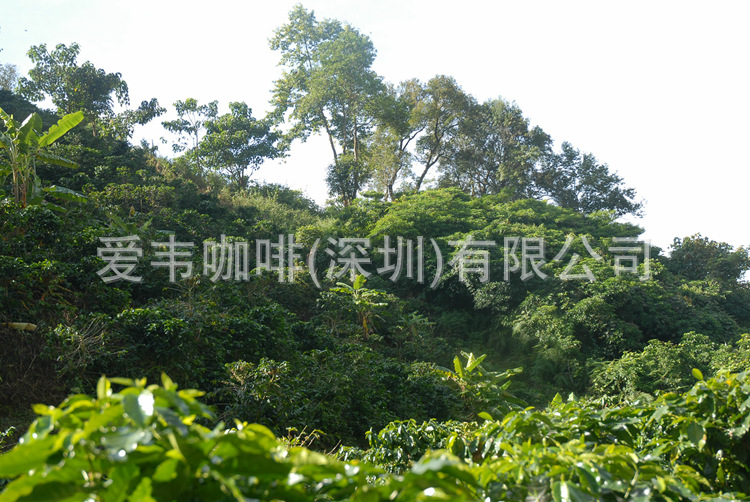 原生态雨林种植系统