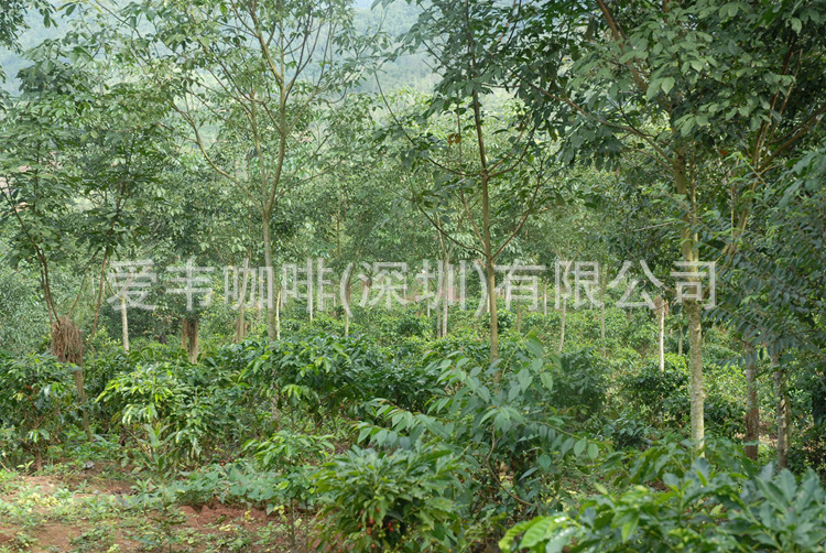 标准化荫蔽种植