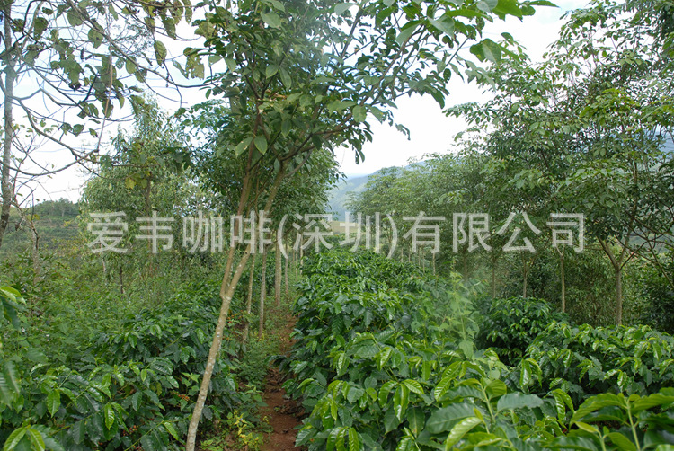 标准化荫蔽种植