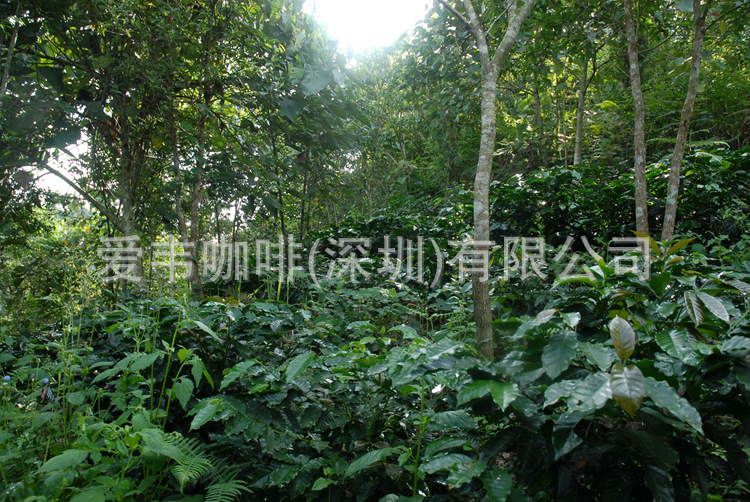 原生态雨林种植系统