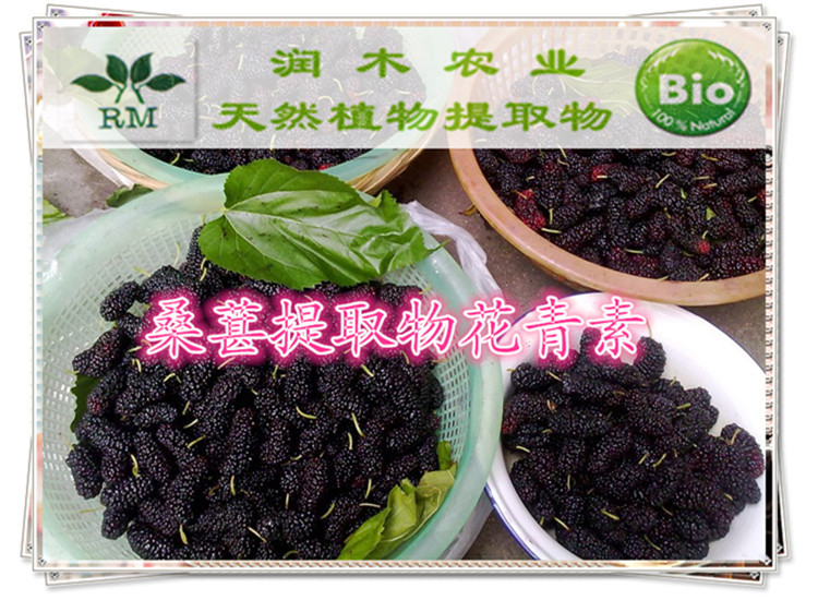 桑葚2_副本