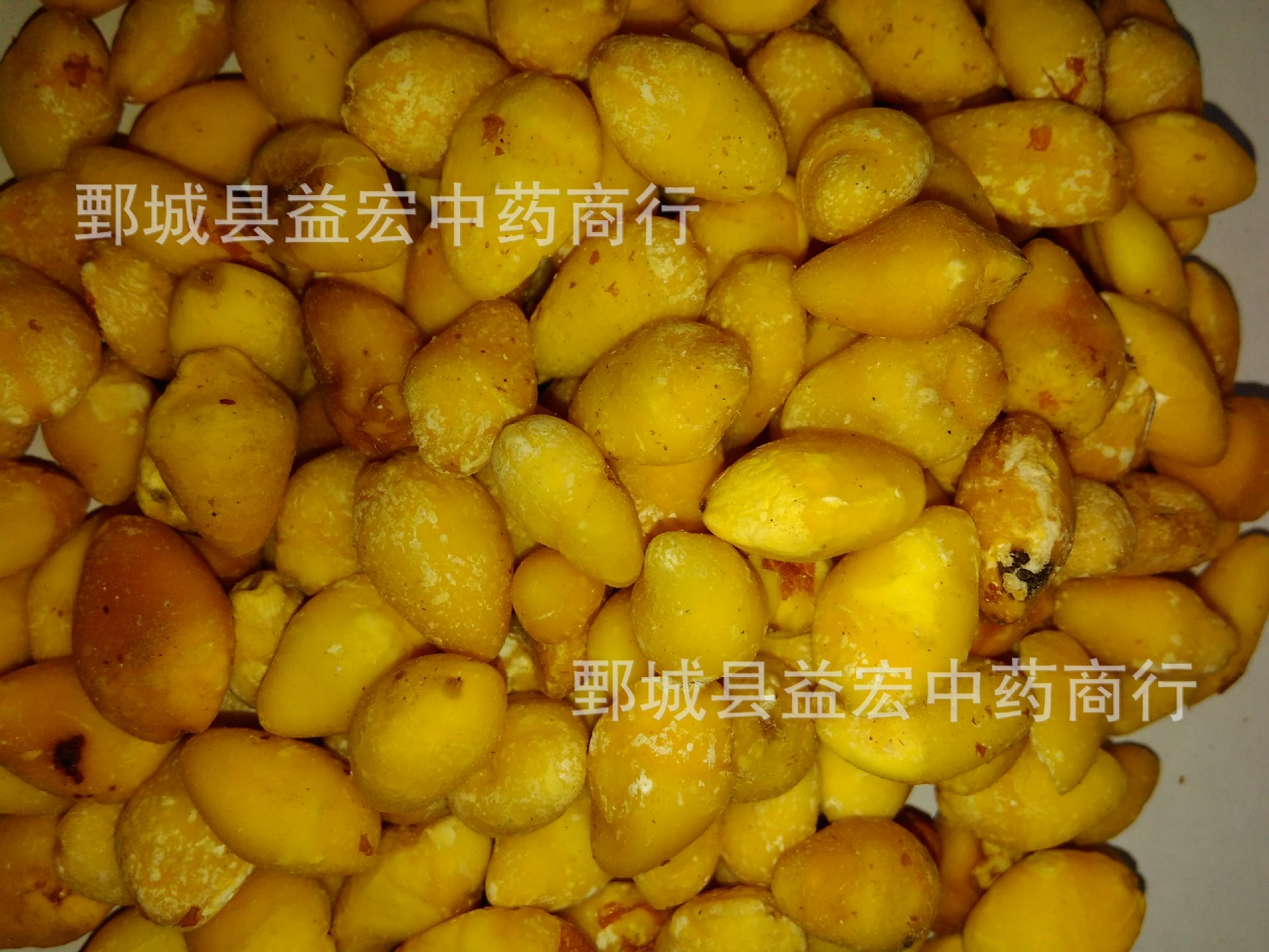 白果仁