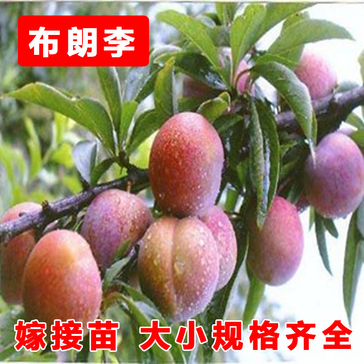 布朗