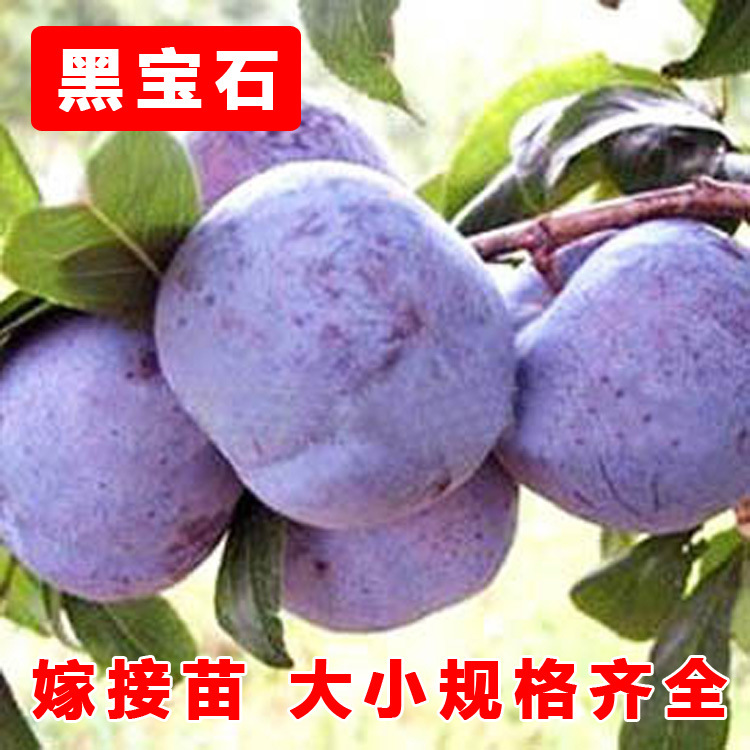 黑宝石
