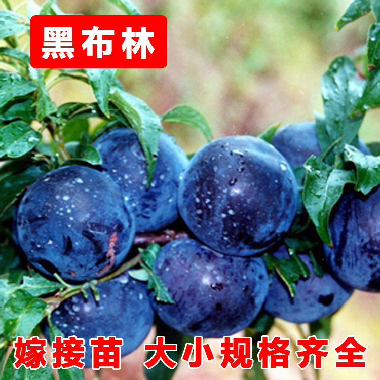 黑布林