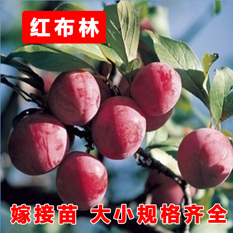红布林