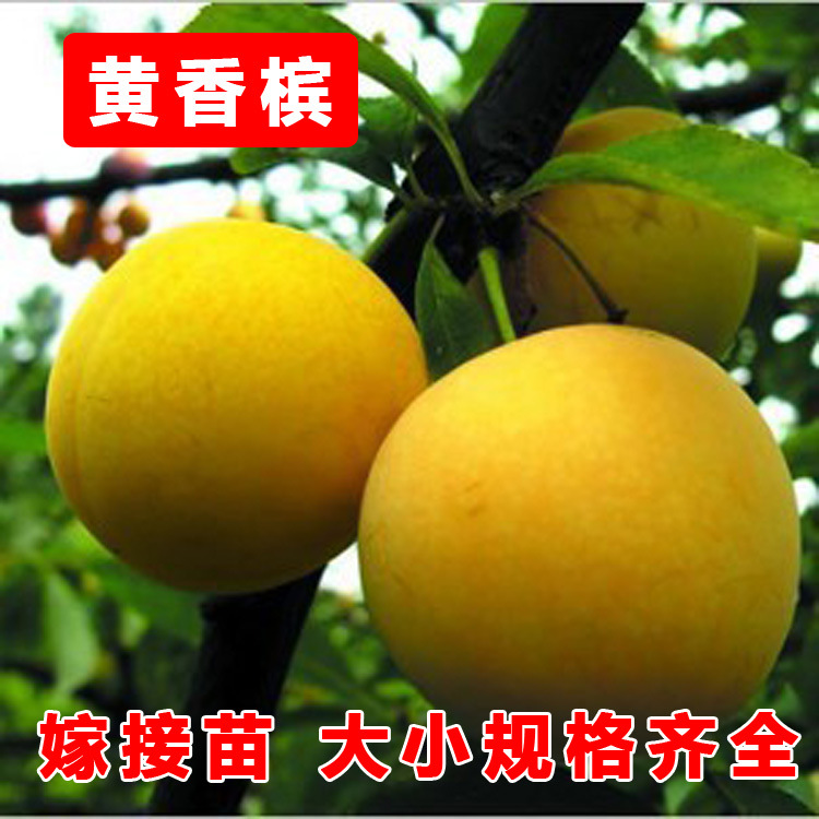 黄香槟