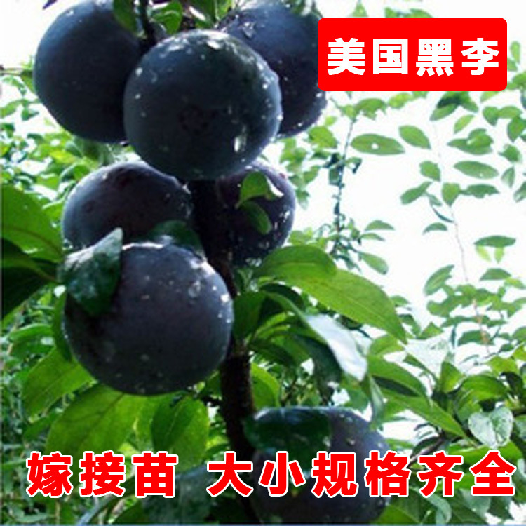 美国大黑李