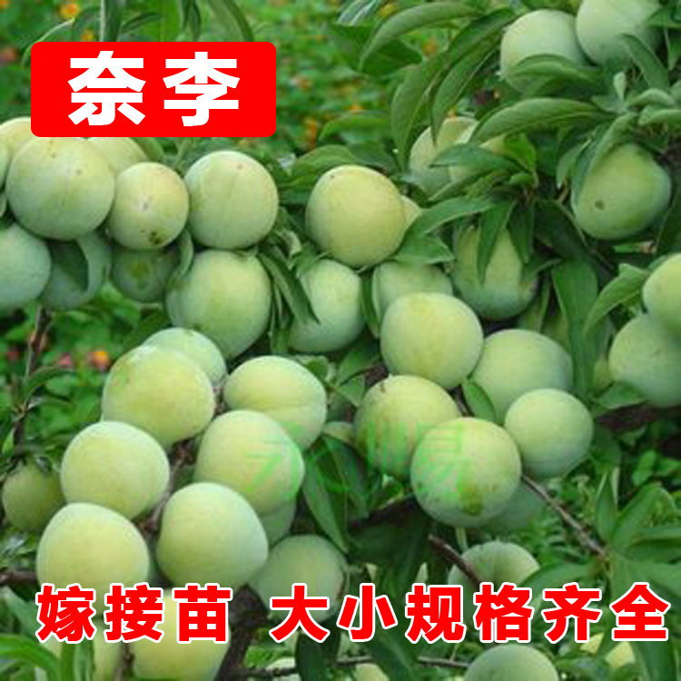 奈李苗