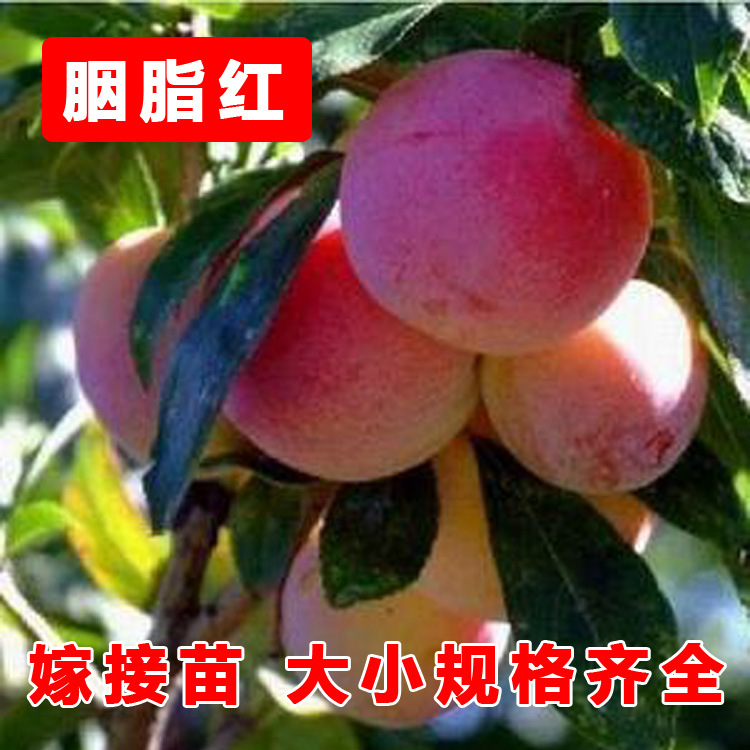 胭脂红