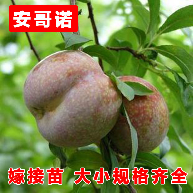 安哥诺