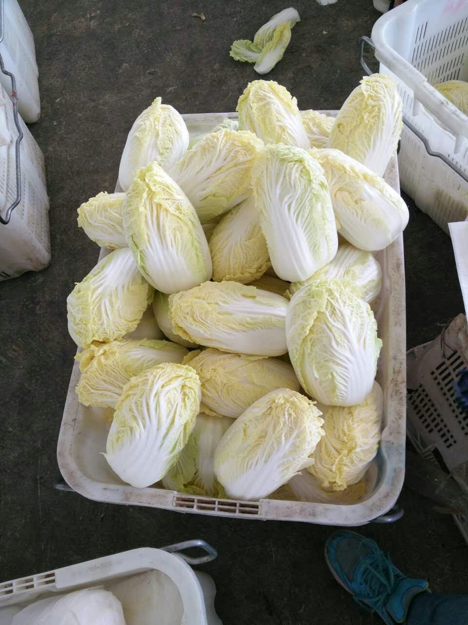 娃娃菜 (2)