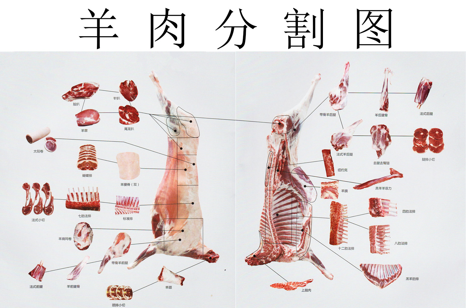 羊肉分割图