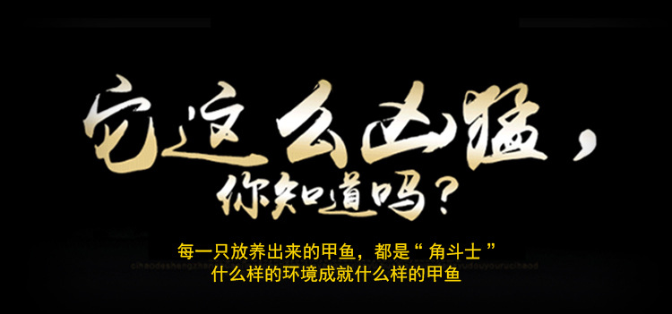 甲鱼详情页_01