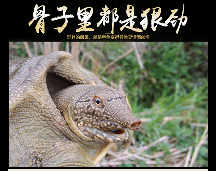 甲鱼详情页_12