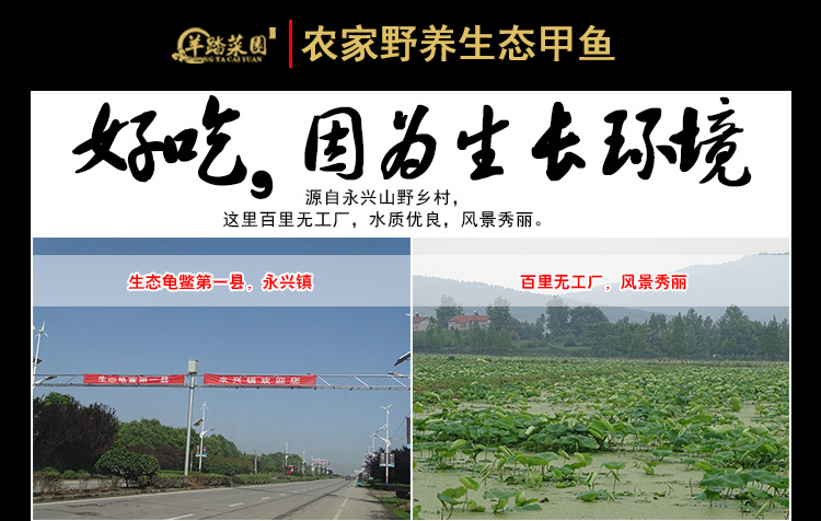 甲鱼详情页_03