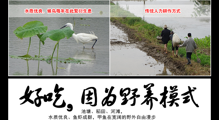 甲鱼详情页_04