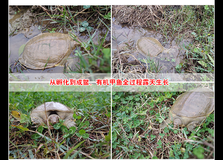 甲鱼详情页_05