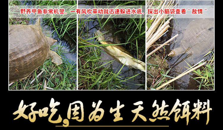 甲鱼详情页_06