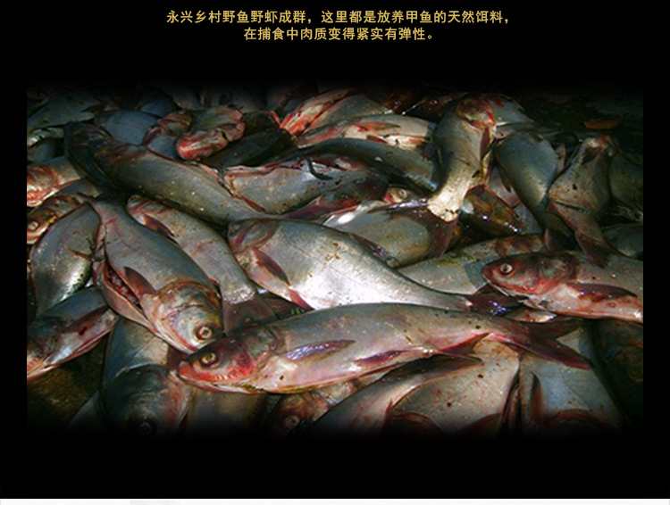 甲鱼详情页_07