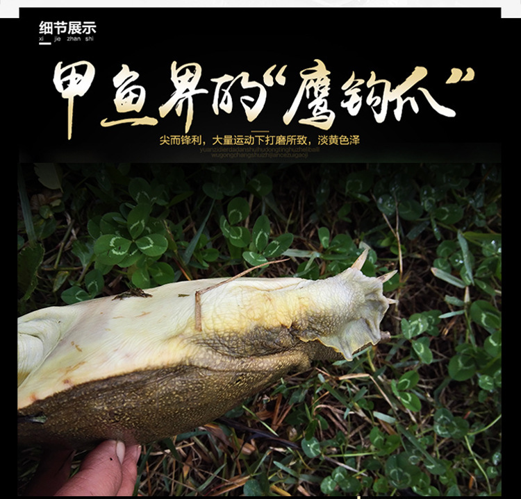 甲鱼详情页_09
