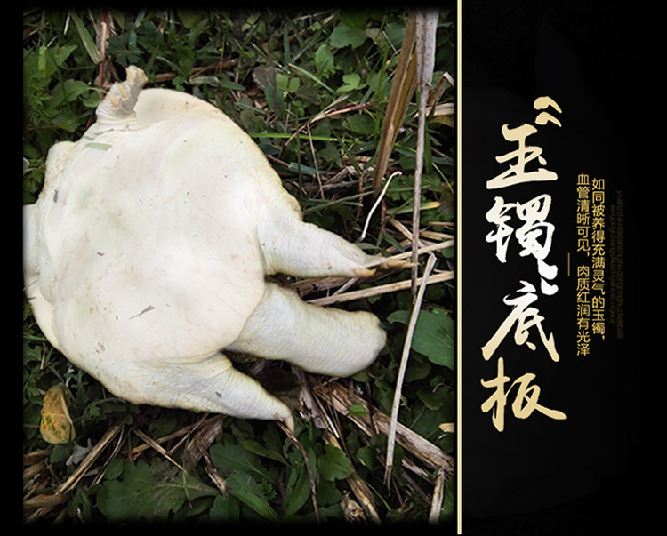 甲鱼详情页_10