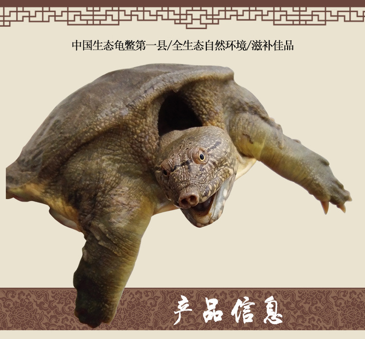 甲鱼详情页_02