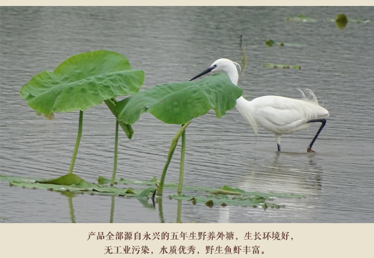 甲鱼详情页_11
